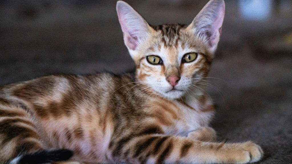 bengal-cats-